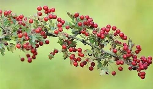 BB电子游戏·(中国)官方官网